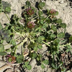 Trifolium spumosum plant