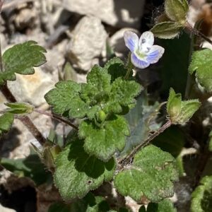 Veronica persica