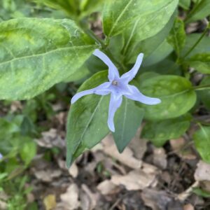 Vinca major var. oxyloba