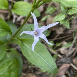 Vinca major var. oxyloba
