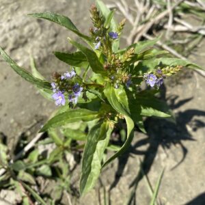 Veronica anagallis-aquatica