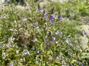 Veronica anagallis-aquatica