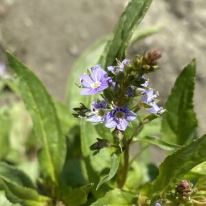 Veronica anagallis-aquatica inflorescence