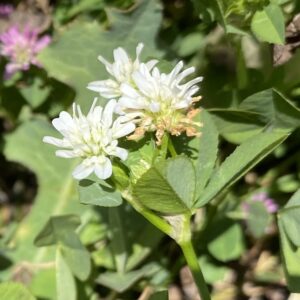 white trifolium resupinatum peduncle