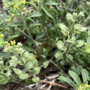 Alyssum umbellatum Inflorescence with fruits