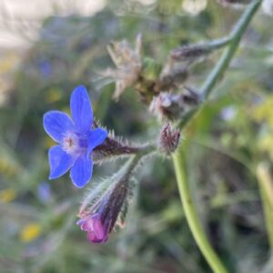 Anchusa azurea Flower