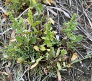 Beta vulgaris subsp. maritima