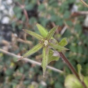 Campanula erinus Fruit