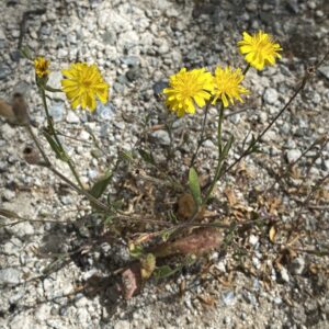 Crepis aspera