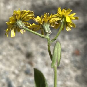 Crepis aspera Outer bracts