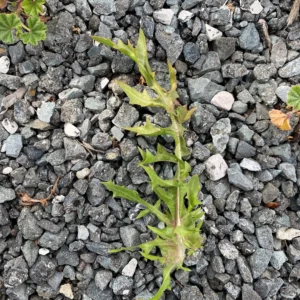 Crepis aspera Stem leaf