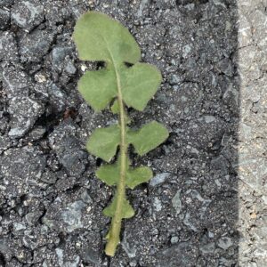 Crepis foetida subsp. foetida Basal leaf