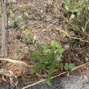 Crepis foetida subsp. foetida Basal leaves variation 1