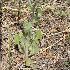 Crepis foetida subsp. foetida Basal leaves variation 2