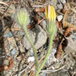 Crepis foetida subsp. foetida Involucre and florets