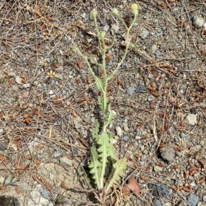 Crepis foetida subsp. foetida The plant
