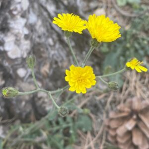 Crepis fraasii subsp. fraasii Involucre