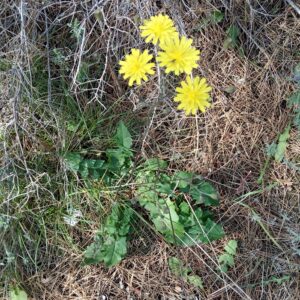 Crepis fraasii subsp. fraasii The plant