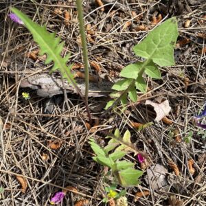 Crepis pulchra Basal leaves