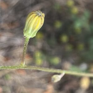 Crepis pulchra Phyllaries