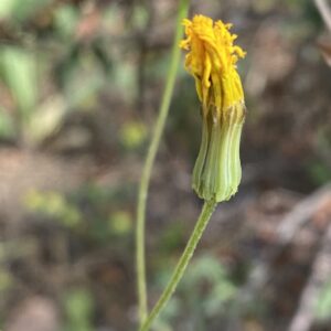 Crepis pulchra Phyllaries
