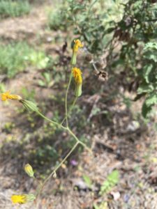 Crepis pulchra The plant