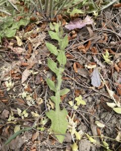 Crepis reuteriana Basal leaf
