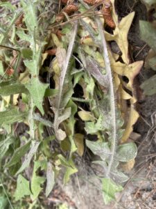 Crepis reuteriana Basal leaves
