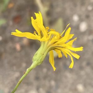 Crepis reuteriana Flower head