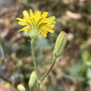 Crepis reuteriana Flower head