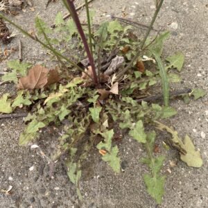 Crepis reuteriana Rosette