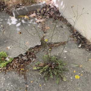 Crepis reuteriana The plant