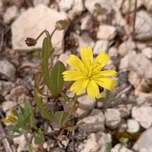 Crepis sancta plants