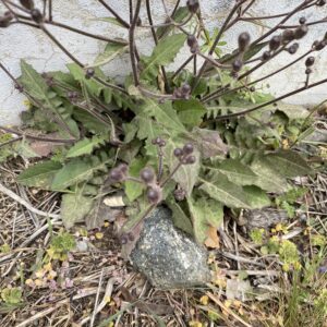Crepis sancta Basal leaves