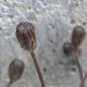 Crepis sancta phyllaries