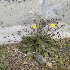 Crepis sancta Countless flower heads