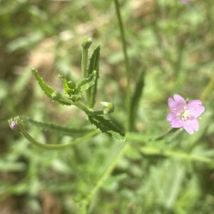 Epilobium lamyi flower and inflorescence