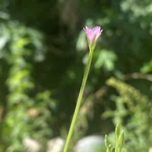 Epilobium lamyi Elongated panicle