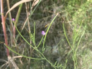 Epilobium lamyi Inflorescence