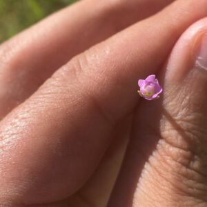 Epilobium lamyi Size of the flower around 3mm