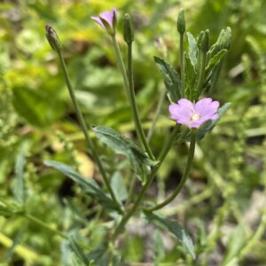 Epilobium tetragonum Inflorescence leaves