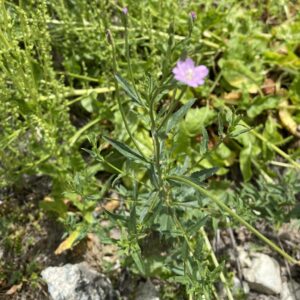 Epilobium tetragonum Stem
