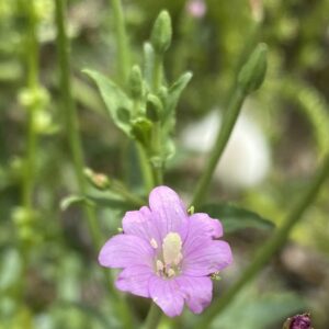 Epilobium tetragonum Undivided stigma