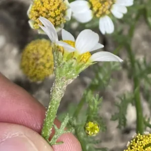Cota amblyolepis Inner bracts