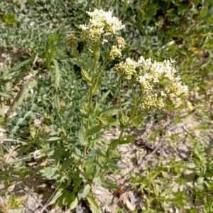 Lepidium draba subps. chalepense