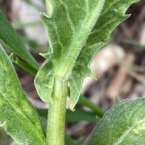Lepidium draba subsp. chalepense Prominent, sharp, backward-pointing auricle