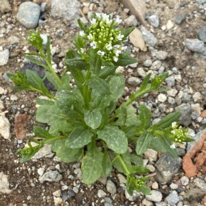Lepidium draba subsp. draba Young plant