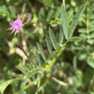 Onobrychis crista-galli Hairy calyx teeth