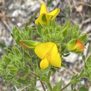 Ononis pubescens Inflorescence