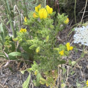 Ononis pubescens Plant